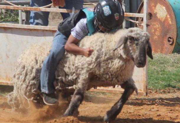 A young rider clings to the wool during the mutton bustin’ event at the 18th annual Bibles N’ Buckles rodeo Sunday, Oct. 6 at Double N Cowboy Church. More photos of the event and Double N’s September Family Fun Day will be in next week’s Citizen. Wyndi Veigel-Gaudette | Citizen staff photo