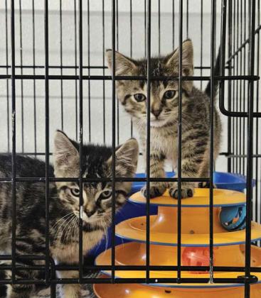 Kittens are quite at home in their new digs at the Erath County Humane Society. Courtesy photo