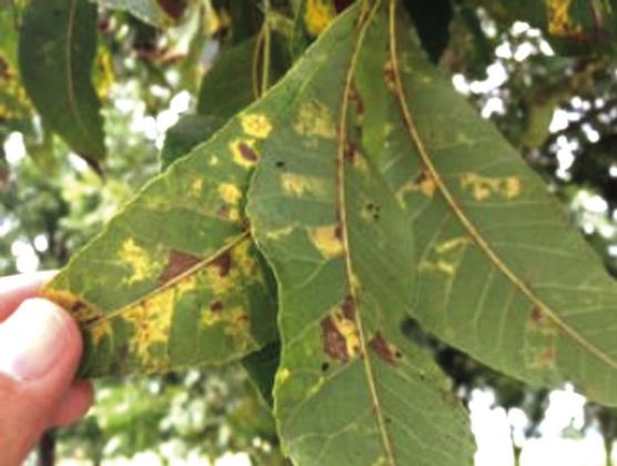 Aphid infestations and damage to pecan leaves. Bill Ree | Texas AgriLife photo