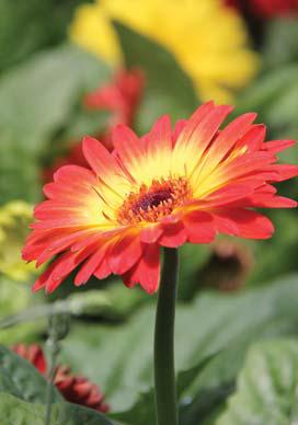 Above, Dublin FFA Sponsor Sophie Hurst is excited to welcome people to the Greenhouse Spring Plant sale, and so are her students. Below, a Gerber daisy is just waiting to be bought and planted. Wyndi Veigel-Gaudette | Citizen staff photo