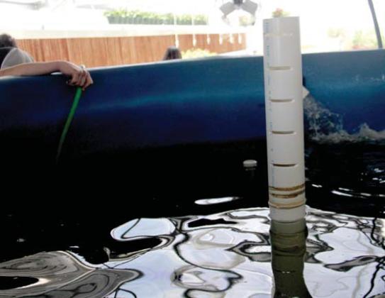 A tank filed with tilapia provides nutrients for the Dublin FFA Greenhouse using an aquaponic system. Wyndi Veigel-Gaudette | Citizen staff photo
