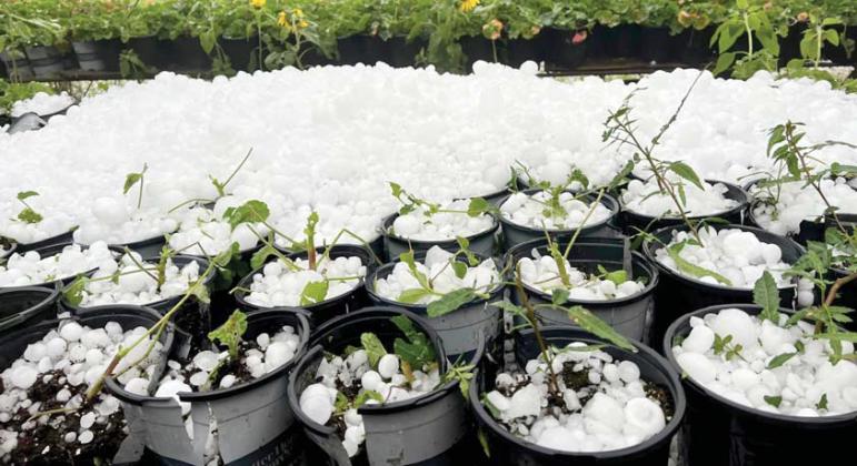 Country Flower and Plant Farm suffered a lot of damage from the onslaught of large hail falling from a storm last week. Courtesy Country Flower and Plant Farm