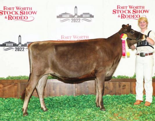 Dublin FFA member Cooper Rudd took reserve champion heifer in the Jersey classification at the 2022 Fort Worth Stock Show &amp;amp; Rodeo with Gypsy Hill Kid Rock Pineapple E. | Citizen staff photo