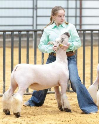 Shiloh Ramsey shows her sheep at the livestock show. She received the annual Herdsman Award from Erath County Farm Bureau.