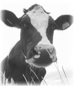 Cattle