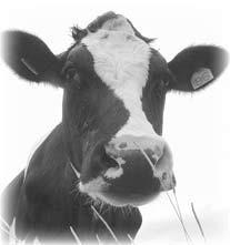 Cattle