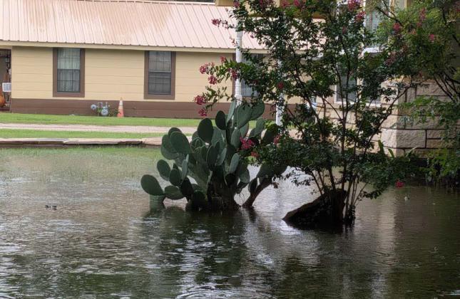 An unhappy cactus sits submerged in water after an immense amount of rain fills a yard on North Park Street Sunday, July 6. Paul Gaudette | Citizen staff photo