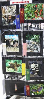 4H youth show 3