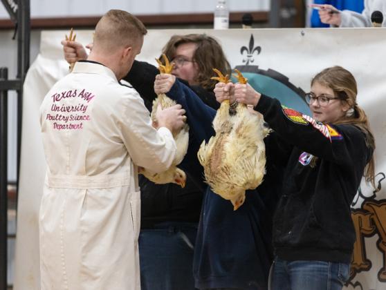 Photo by Danielle Meador/chicken show 3