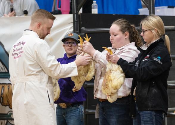 Photo by Danielle Meador/chicken show 4