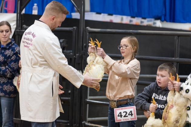 Photo by Danielle Meador/chicken show 5