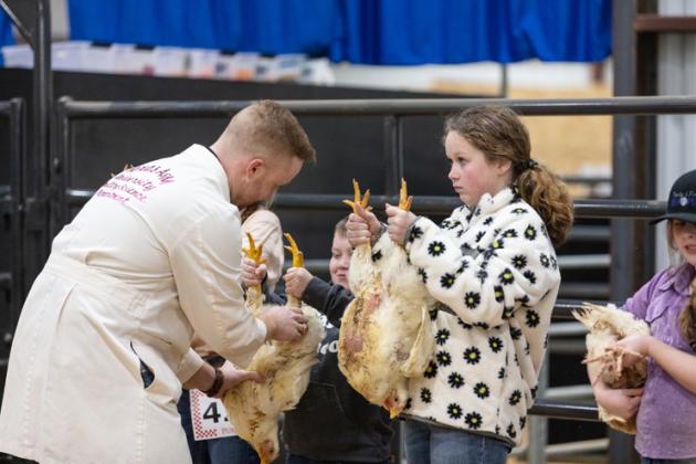 Photo by Danielle Meador/chicken show 6