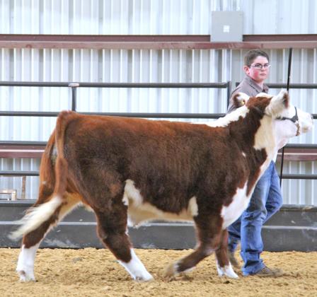 ECLA Cattle Show 2
