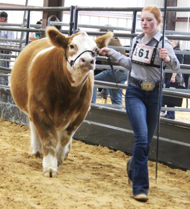 ECLA Cattle Show 3