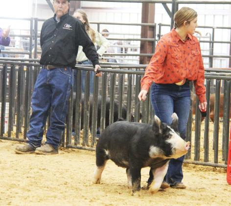 Swine show 3