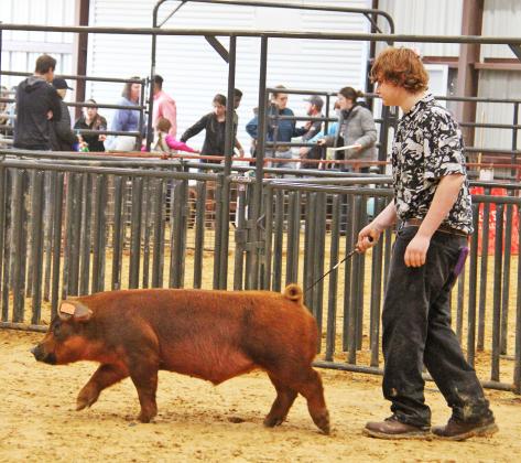 Swine show 4