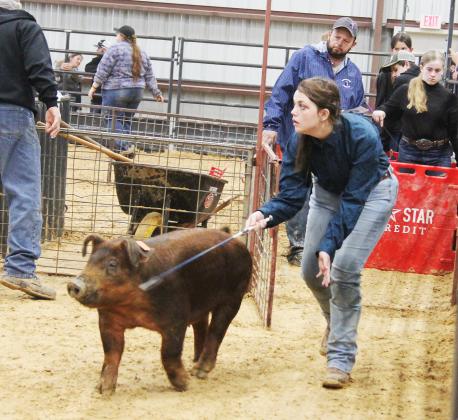 Swine show 5