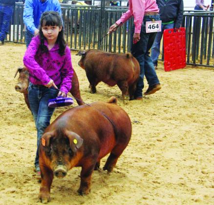 Swine show 6