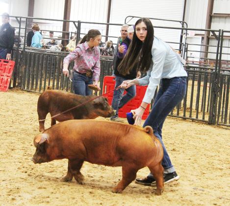 Swine show 7