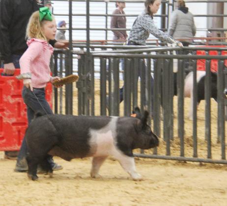 Swine show 8