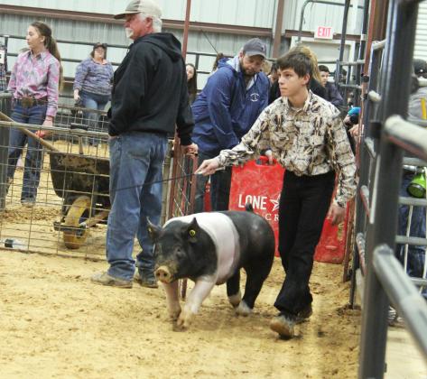 Swine show 9