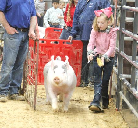 Swine show 11