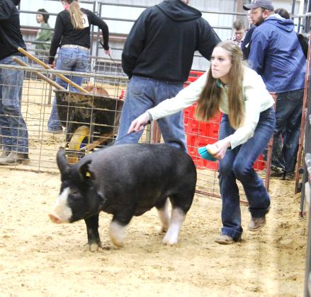 Swine show 2