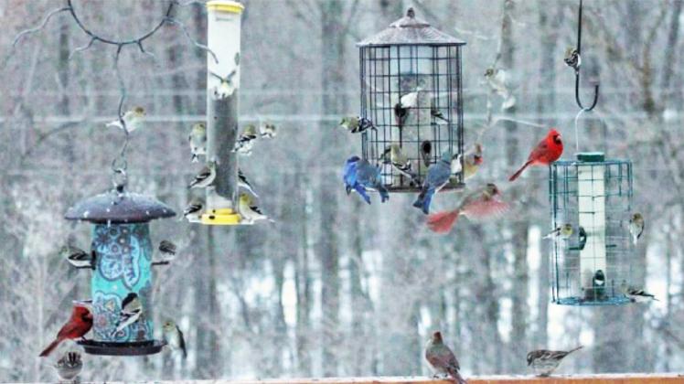 The Dublin Public Library is hosting a class about attracting birds to your bird feeders.