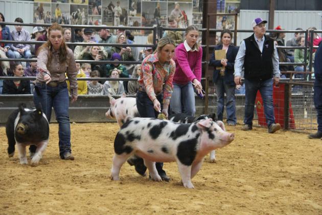 pig
