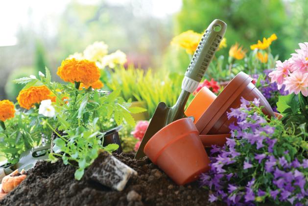 Pretty plants