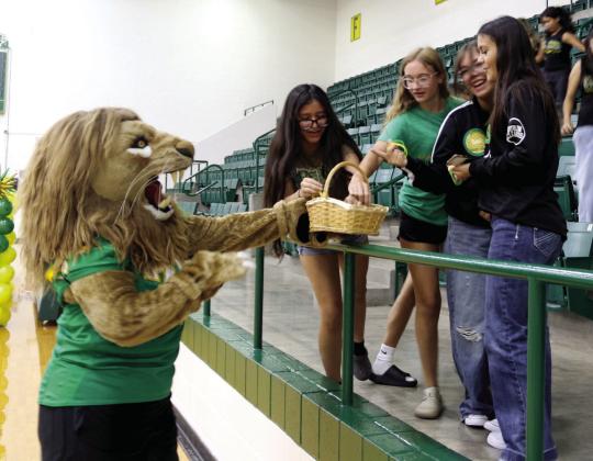 Meet the Lions