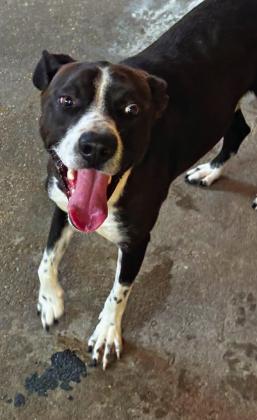 Fly is up for adoption at the Dublin Animal Shelter. Courtesy photo