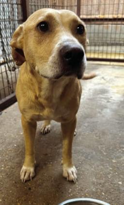 Honey is also up for adoption at the shelter. Courtesy photo