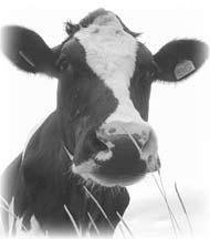 Cattle