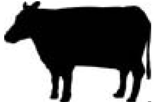 Cattle