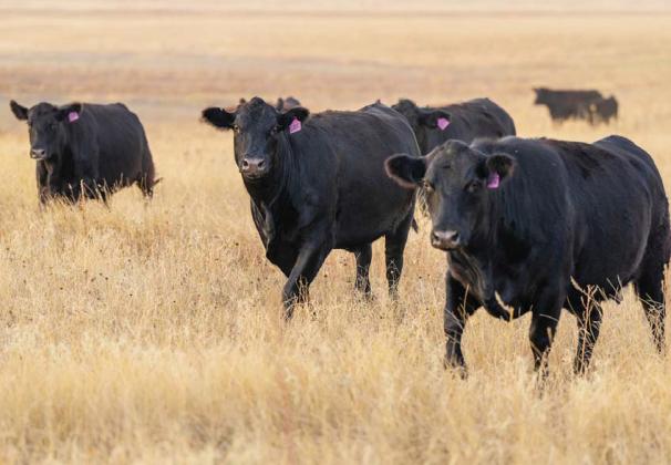 Time to check livestock’s trace minerals