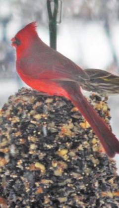 A cardinal