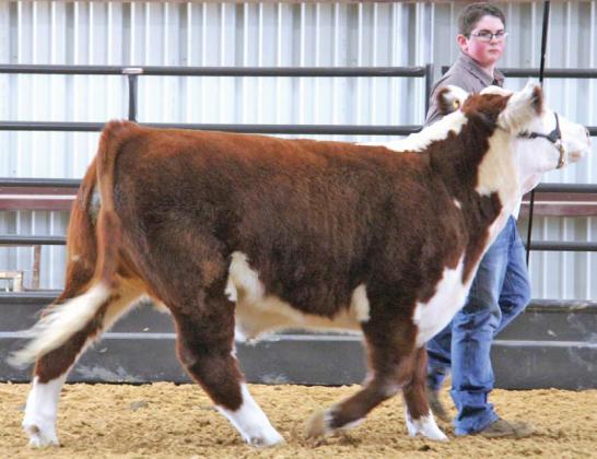 Stock show kids bring skill to the table