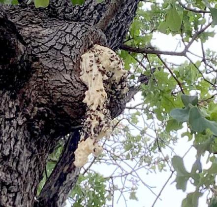 Bees are stuck to the sealant used to seal off a hole in a tree trunk after Debbie Noel was mowing nearby and bees swarmed her. She encourages people to check their trees, wear protective clothing and carry their cell phone outside. Courtesy photo