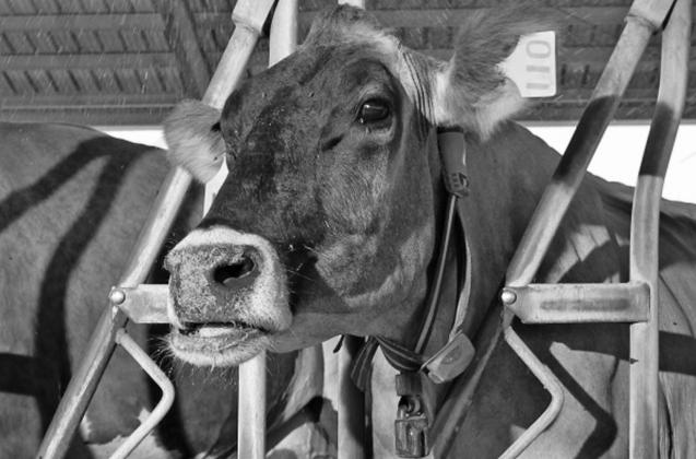 Tarleton Dairy Center gets grants to help producers