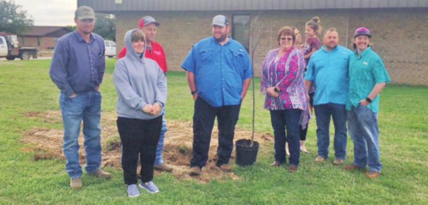 Trees were planted