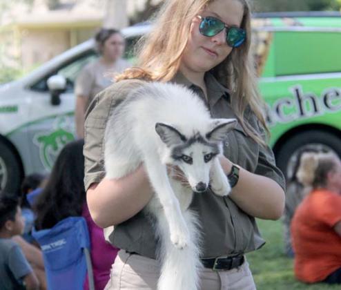 A Marble Arctic Fox named Mystic held by Miss Carley meets eager readers at a Summer Reading Club presentation. Though no one was permitted to touch the fox, she received much attention for being so cute. Wyndi Veigel | Citizen staff photo