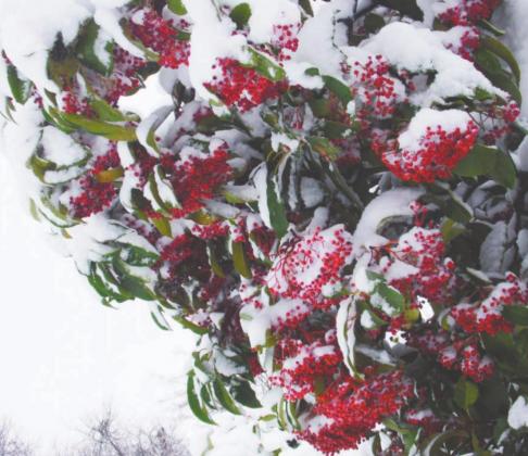 Dreaming of a White New Year’s