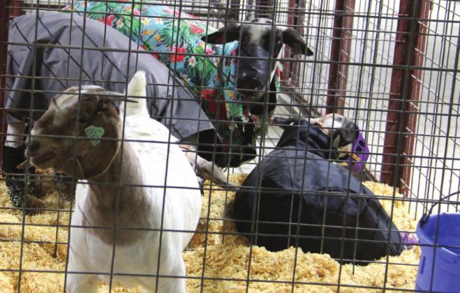 Dublin FFA sponsor Kyla Benfer helps student Kenli Roberson prepare her goat for the show floor before Monday’s Breeding Doe Show at the Erath County Livestock Show. A trailer (top) stands on the grounds welcoming exhibitors and spectators. Many goats and lambs (below) were penned and eager to hit the floor as the show began Monday. Paul Gaudette | Citizen staff photos