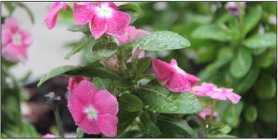 Flowers soak up some much needed rain after months without any precipitation. Dublin received almost 4 inches of rain in the past week. Wyndi Veigel | Citizen staff photo