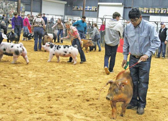 Jaden Rojas, Jaci Lane and Juan Alvarez vie for Senior Showmanship in the Swine division at the Erath County Junior Livestock Show Thursday, Jan. 4. Jaci won the contest. Paul Gaudette | Citizen staff photo