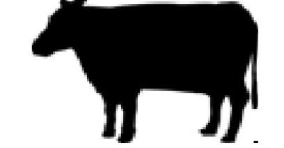 Cattle