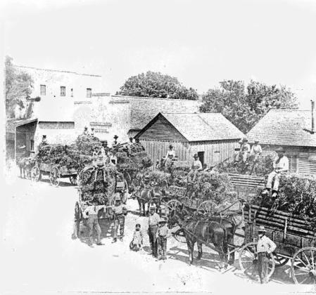 Wagons filled with hay stand on South Grafton next to the Utterback and Harris hay storage facility. Several of the buildings burned in the October 1909 fire. Courtesy photo