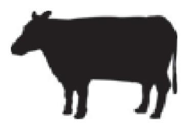 Cattle