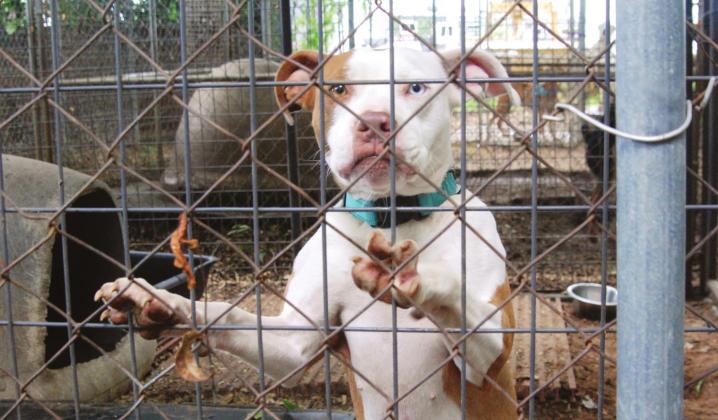Animals such as the dog and cats below are up for adoption at the Erath County Humane Society. As of Monday, there were 156 animals in the shelter, according to director Serena Wright (bottom, petting a furry friend in need of a home). Paul Gaudette | Citizen staff photo